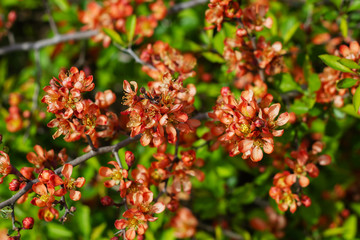 Nature floral background. Flowering quince. Flowers of Japanese pear. Live wall of flowers in a spring garden. Red quince flowers close-up.