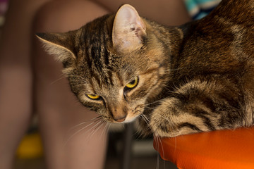 Cat on stool waits while hostess is sitting cross-legged drinking tea