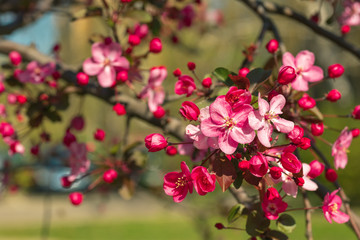 Pink flowers of blossoming cherry tree