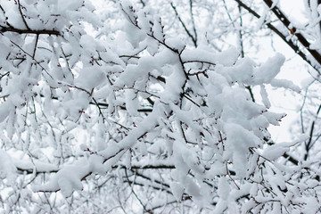 Tree branches in the snow in winter against the background of the serogoneb. Snowfall in cold winter.