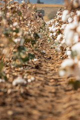 Cotton plants ready to be harvested in a field in Komotini, Greece