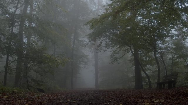 Waldweg im Nebel mit Bank seitliche Bewegung