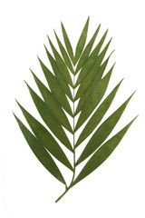 Dry decoration palm tropical leaf on a white