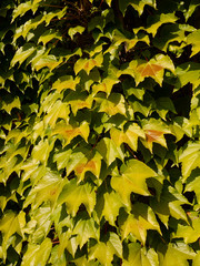 Ivy on the wall in bright sunlight. Green natural, plant background.