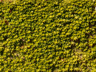 Ivy on the wall in bright sunlight. Green natural, plant background.