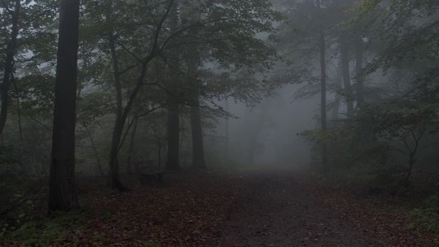 Waldweg FOV im Nebel mit Bank