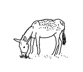 Donkey on a white background. Silhouette. Vector illustration.