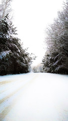 Obraz premium tree in snow