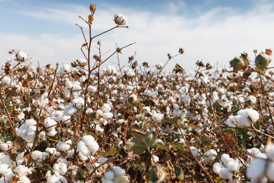 Cotton plants ready for harvesting in a field in Komotini, Greece