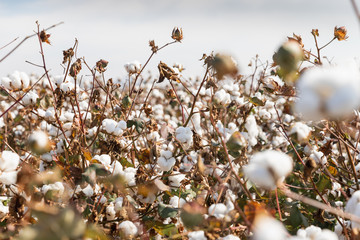 Cotton plants ready for harvesting in a field in Komotini, Greece