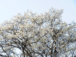 桜2　春　日本の田舎の風景