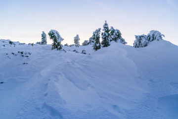 Fototapeta na wymiar Landscape of Vladeasa mountain peak covered in snow with iced spruce trees