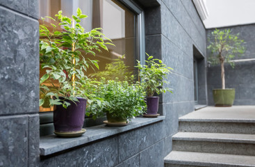 Modern eco style exterior with decorative green plants