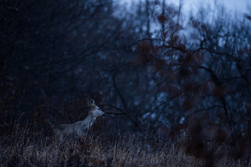 The European roe deer, also known as the western roe deer, chevreuil, or simply roe deer or roe, is...