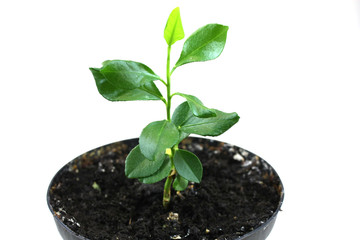 Junge Zitruspflanze im Topf