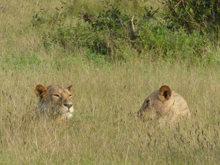 Two lions heads in savannah in Namibia