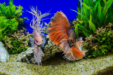 Siamese fighting fish with green plants
