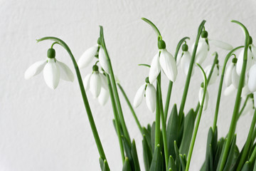 Snowdrops on a white background close-up