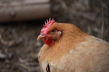 Close up of a hen's head in a chicken coop