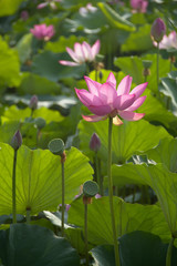 Close shot of blooming pink lotus flowers, lotus roots and leaves; beautiful pond in summer