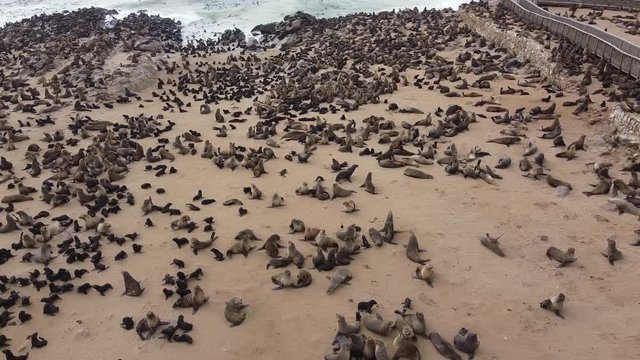 Cape Cross, massive seal colony on the beach and in the water, aerial shot