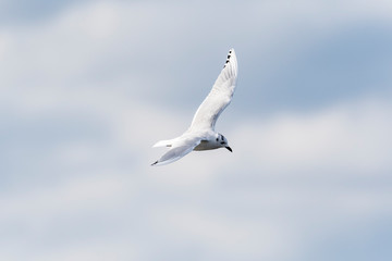 ズグロカモメ飛翔(Saunders's gull)