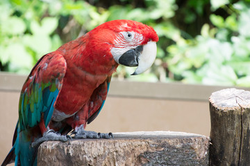 ベニコンゴウインコ
