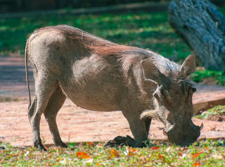 Female warthog