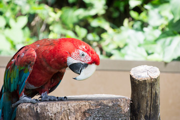 ベニコンゴウインコ