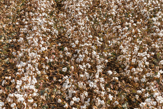 Cotton Field From Above In Komotini, Greece