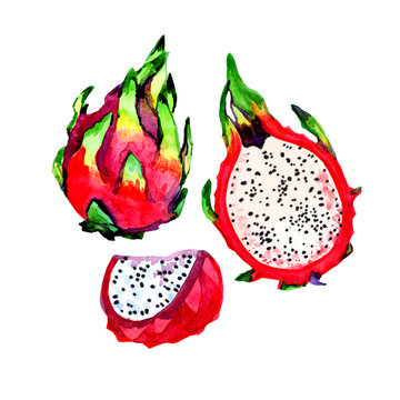 watercolor drawing set of petahaya fruits