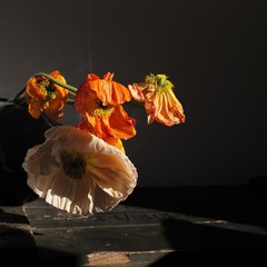 welkende Mohnblumen in Vase vor grauem Hintergrund