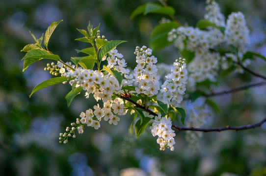 Prunus padus white flowering bird cherry hackberry tree, hagberry mayday tree in bloom, ornamental park flowers on branches