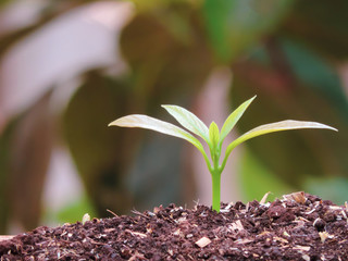 Avocado seedlings growing in the morning sunshine