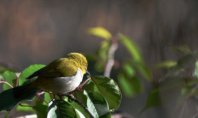indian white-eye bird on a tree branch