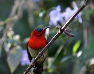 crimson sunbird perched on a tree branch