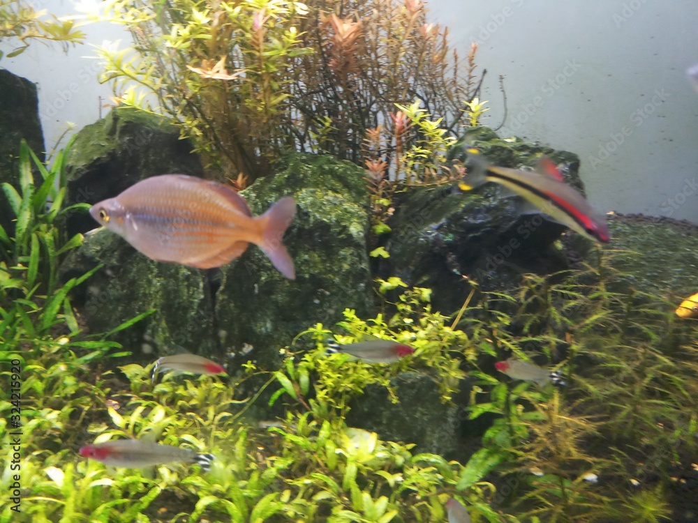 Wall mural red rainbow fish in aquarium