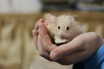 A beige hamster eats a waffle while sitting in children's hands. Children's hands hold a hamster, close up