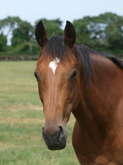 Bay Horse Headshot