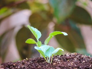 young plant in hands