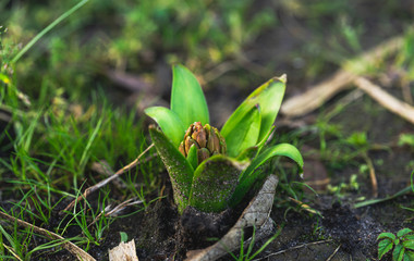 Close-up of early sprouting hyacinth in the garden