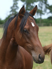 Headshot of a Young Horse
