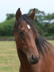 Obraz premium Headshot of a Young Horse
