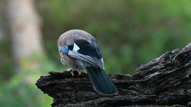 Eurasian jay (Garrulus glandarius) eating nut and jumping off tree stump in forest