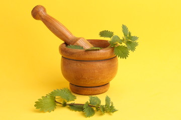 plant used for nettle medicine in color background