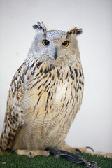 wild birds tame eagle owl