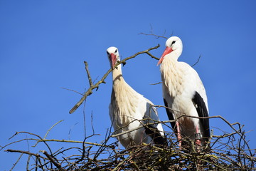 Störche beim Nestbau