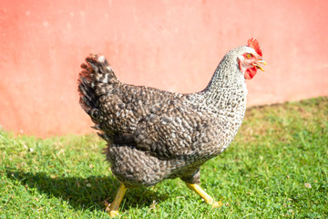 hen walking