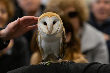 wild birds tame eagle owl
