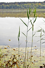 beautiful large lake in the forest